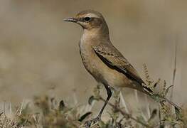 Northern Wheatear