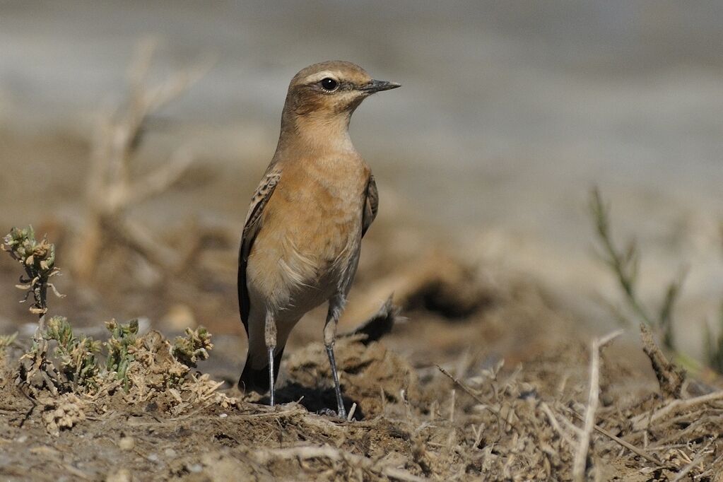 Northern Wheatear female adult post breeding