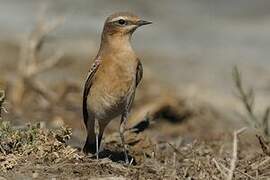 Northern Wheatear