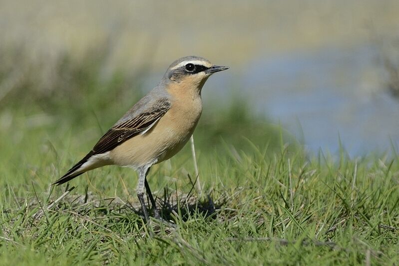 Northern Wheatear male adult post breeding