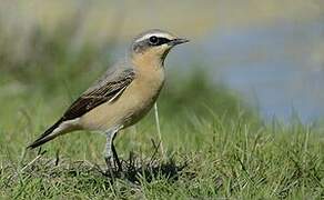 Northern Wheatear