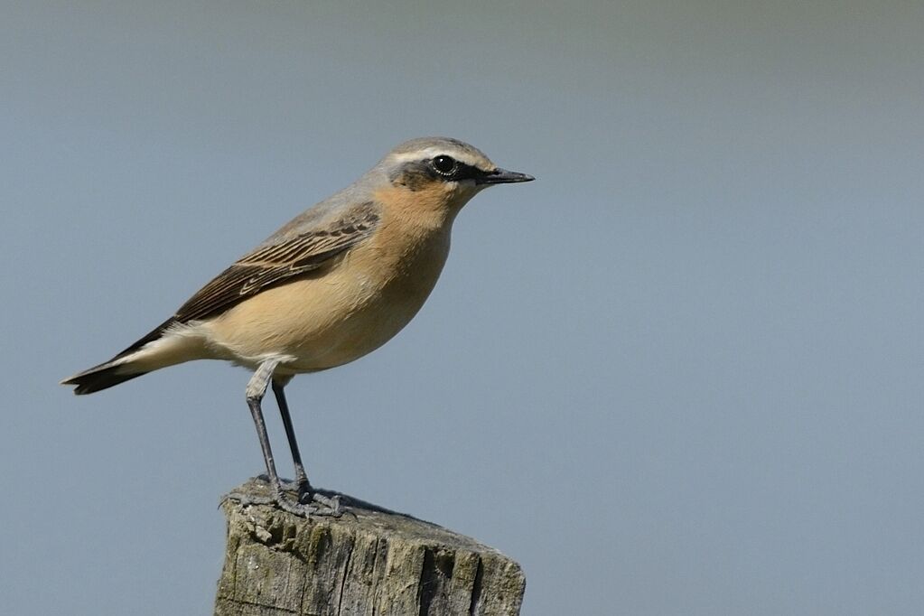 Northern Wheatear male adult post breeding