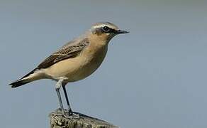 Northern Wheatear