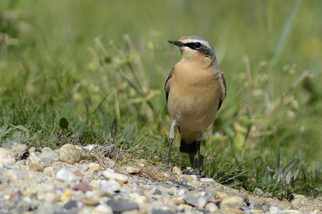 Northern Wheatear male adult post breeding