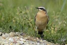 Northern Wheatear