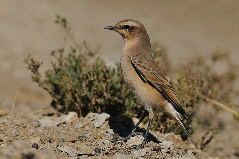 Northern Wheatear female adult