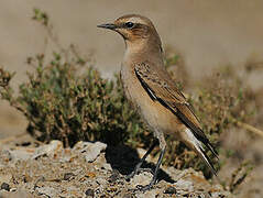 Northern Wheatear