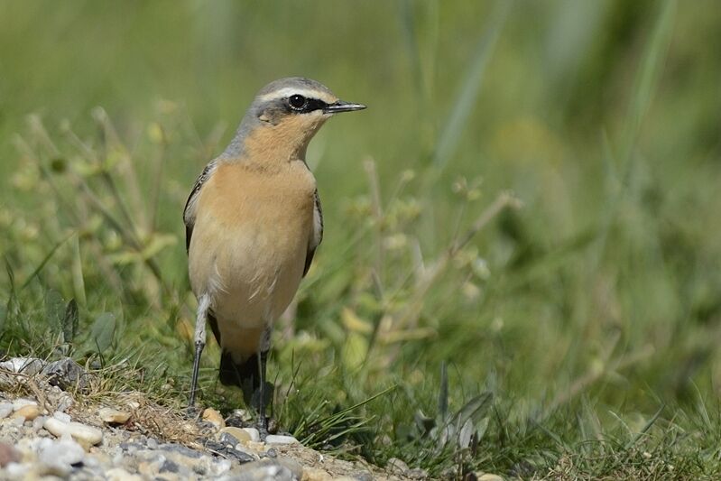 Northern Wheatear male adult post breeding