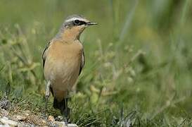 Northern Wheatear