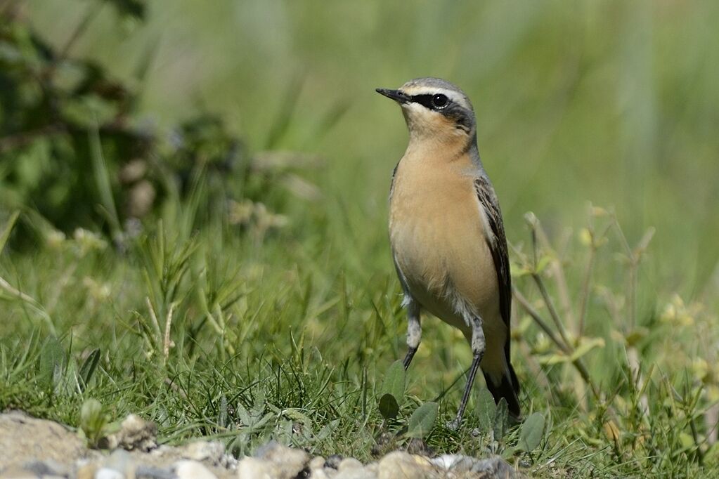 Northern Wheatear male adult post breeding