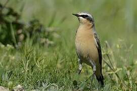 Northern Wheatear