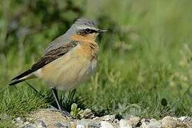 Northern Wheatear