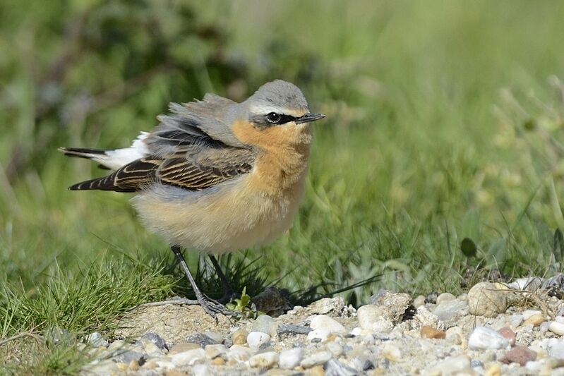 Northern Wheatear male adult post breeding