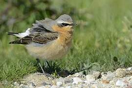 Northern Wheatear