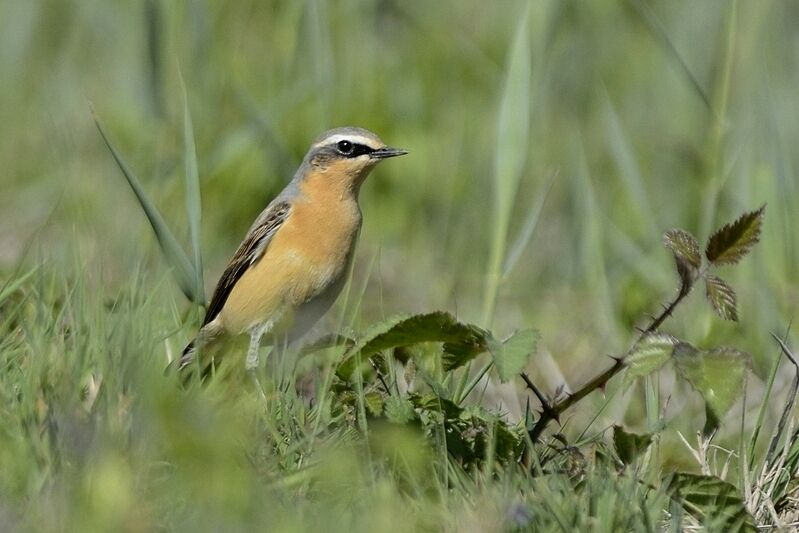 Northern Wheatear male adult post breeding