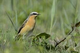 Northern Wheatear