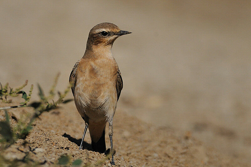 Northern Wheatear female adult