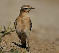 Northern Wheatear