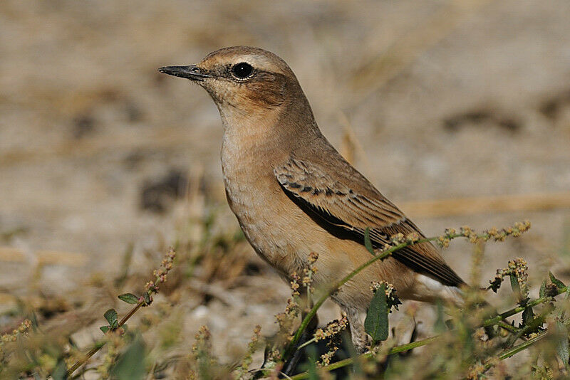 Northern Wheatear female adult