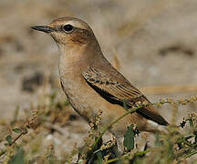 Northern Wheatear