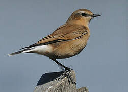 Northern Wheatear