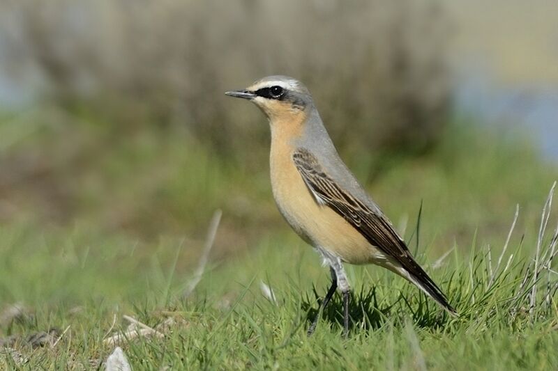 Northern Wheatear male adult post breeding