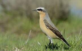 Northern Wheatear