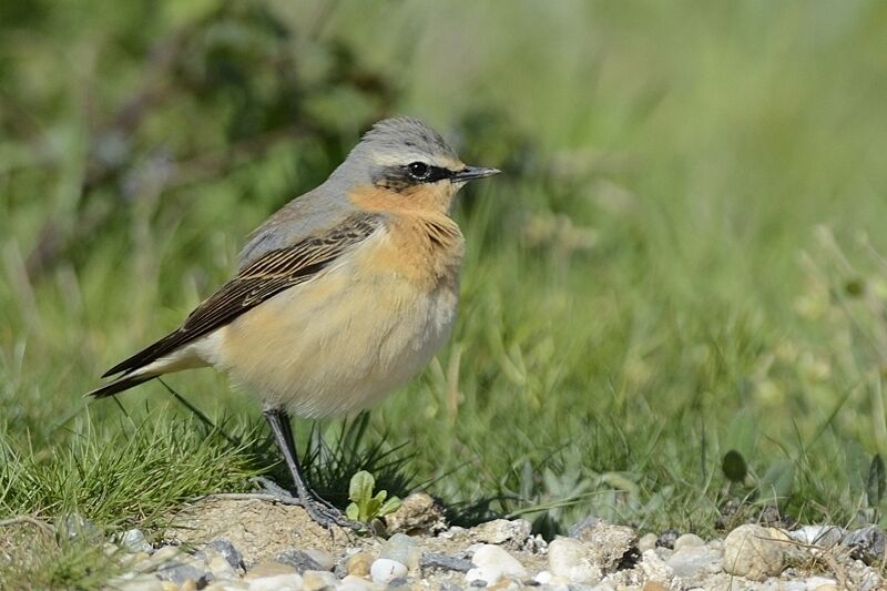 Northern Wheatear male adult post breeding