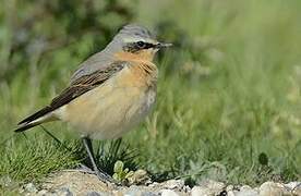 Northern Wheatear