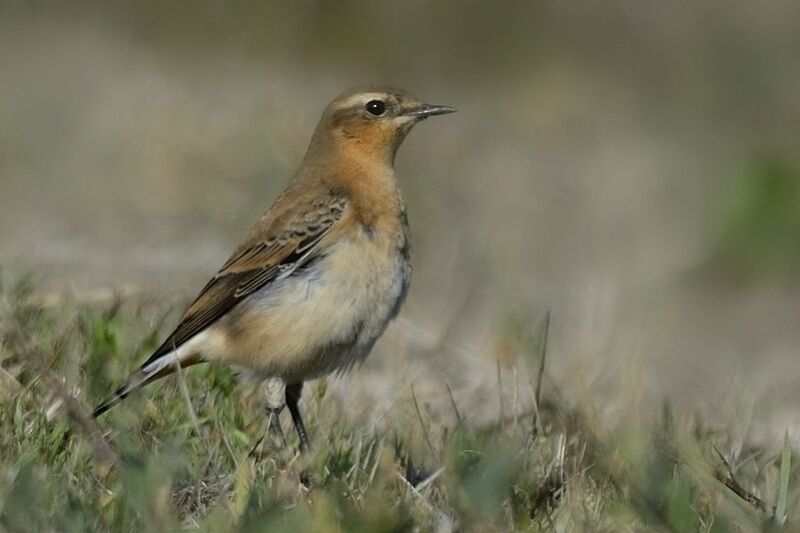 Northern Wheatear male adult post breeding