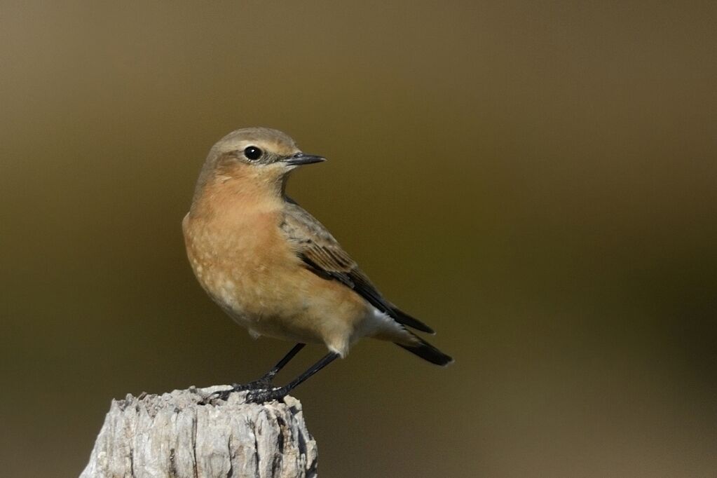 Northern Wheatear male adult post breeding, close-up portrait