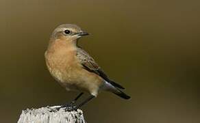 Northern Wheatear