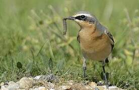 Northern Wheatear