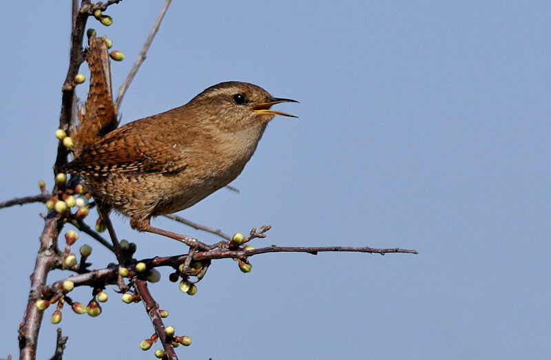 Eurasian Wren