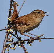 Eurasian Wren