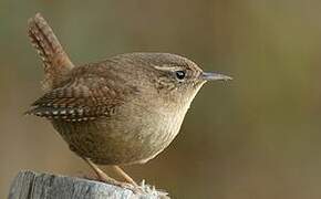 Eurasian Wren