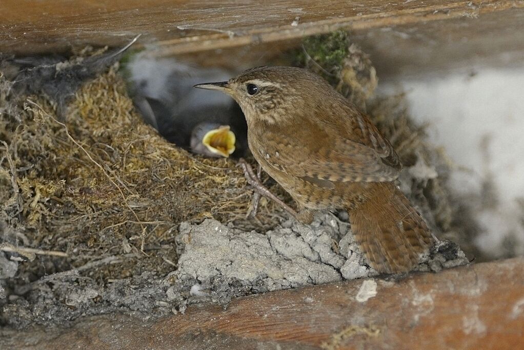 Eurasian Wrenadult breeding, Reproduction-nesting