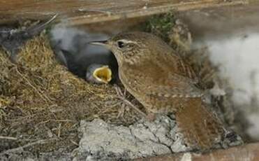 Troglodyte mignon