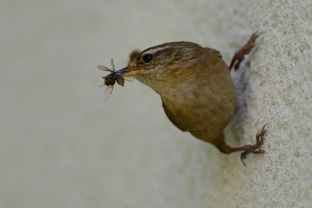 Eurasian Wrenadult breeding, Reproduction-nesting