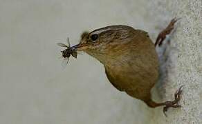 Eurasian Wren