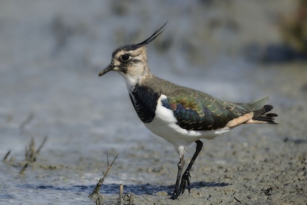 Northern Lapwingadult post breeding