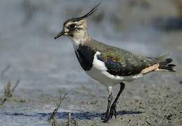 Northern Lapwing