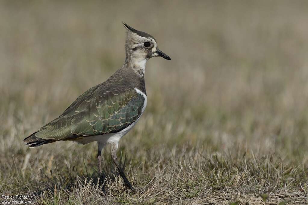 Vanneau huppé1ère année, identification