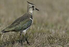 Northern Lapwing