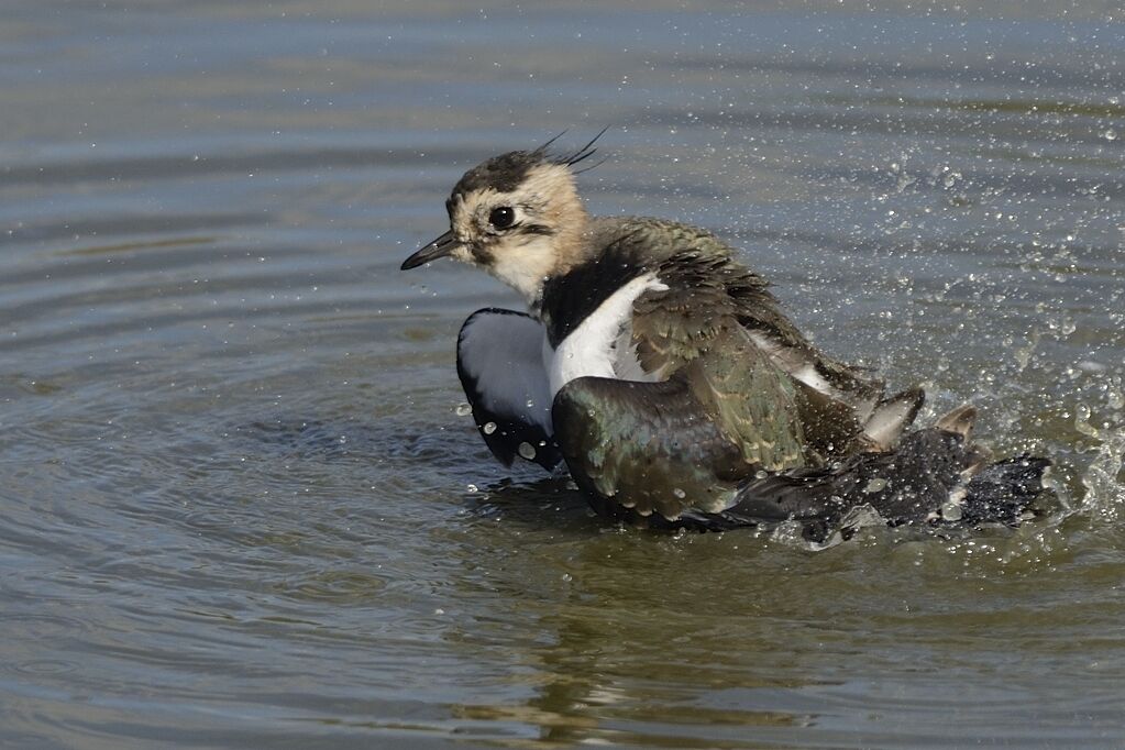 Northern Lapwingimmature, care