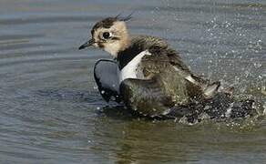 Northern Lapwing