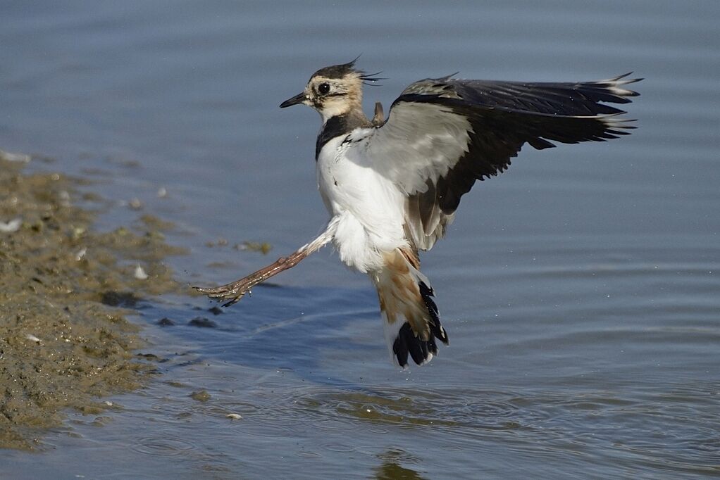 Northern Lapwingimmature, care