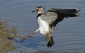 Northern Lapwing