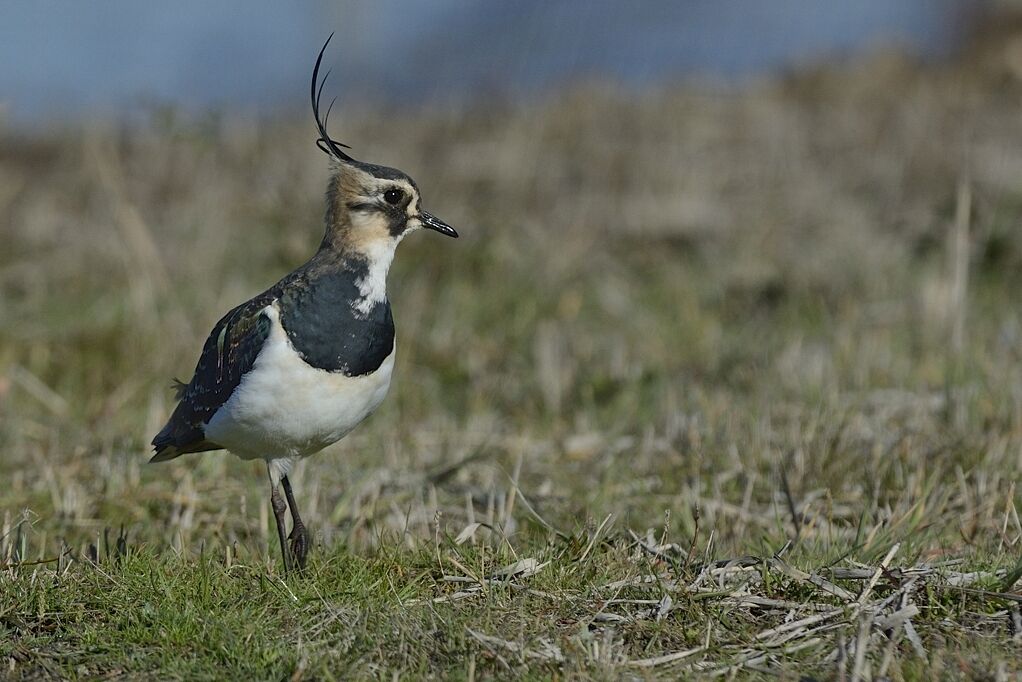 Northern Lapwingadult post breeding, close-up portrait