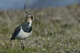 Northern Lapwing